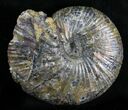 Rhaeboceras Ammonite With Calcite Crystals - Montana #28267-2